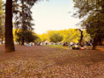 /album/trend/169-enjoying-cherry-blossom-leaves-in-ueno-park-after-the-cherry-blossoms-have-fallen-jpg/